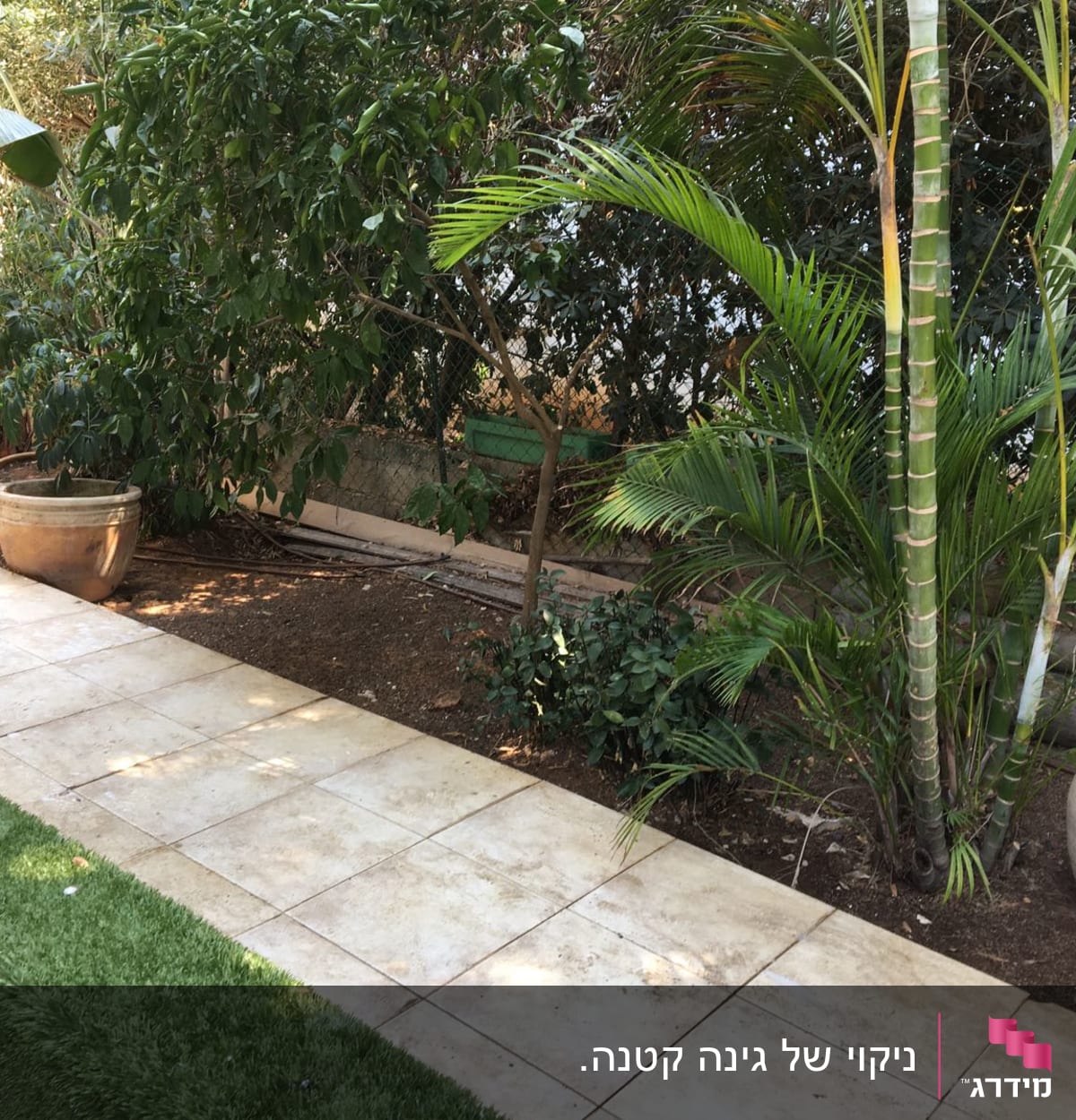 עציצים עם צמחים ירוקים ליד שביל מרוצף